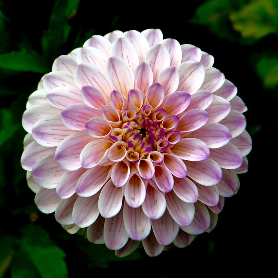 Placeholder - Square Image